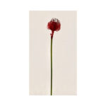 Pin Cushion Protea - Image 2