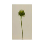 Pin Cushion Protea - Image 4