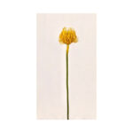 Pin Cushion Protea - Image 3