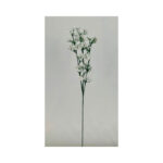 Baby's Breath