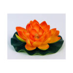 Small Water Lilly