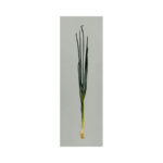 Spring onion