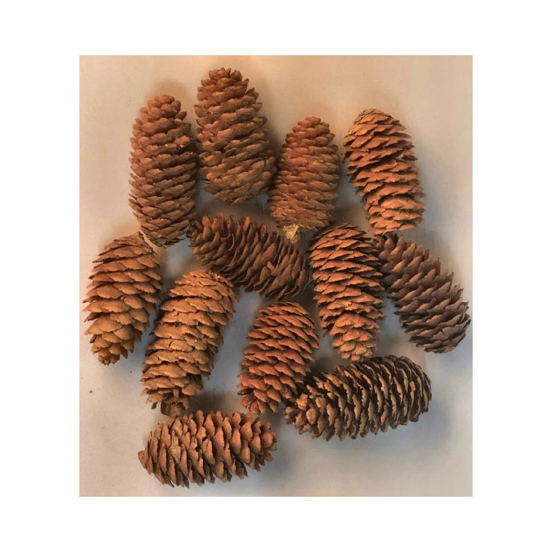 XMA80A Small Pine Cones - Image 1